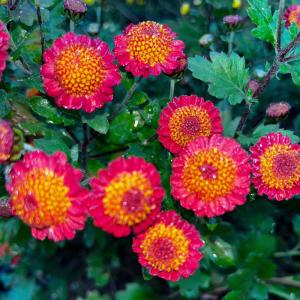 国華園 菊苗 小菊 盆栽菊 紅だま 1株 菊の苗 キク 切花
