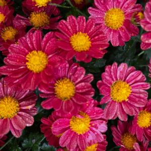 菊苗 小菊 盆栽菊 北斗の松 1株