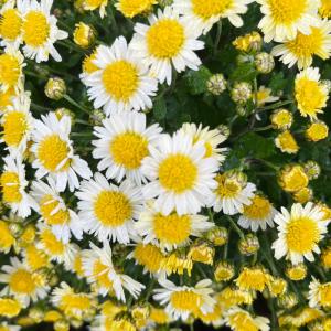 菊苗 小菊 盆栽菊 千石舟 1株