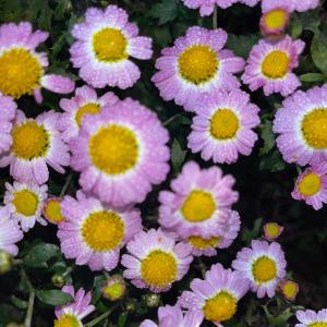 菊苗 小菊 盆栽菊 新老松 1株