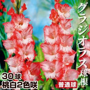 グラジオラス 球根 桃白2色咲 普通球(球周約8cm) 30球 グラジオラスの球根 春植え球根