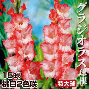 グラジオラス 球根 桃白2色咲 特大球(球周約14cm) 15球 グラジオラスの球根 春植え球根