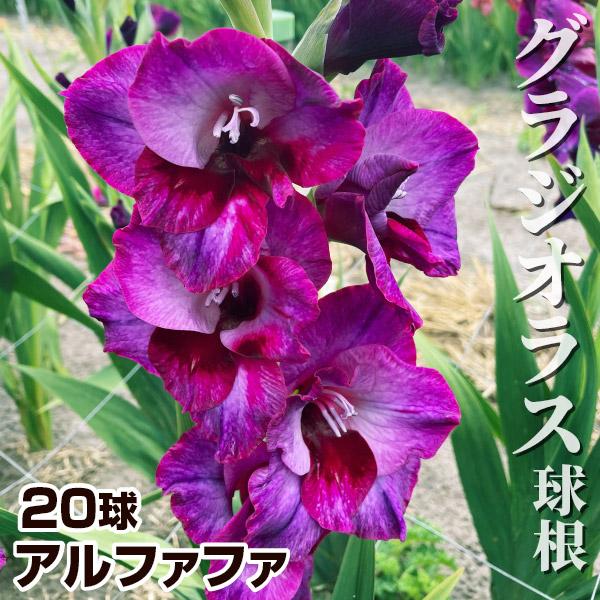 グラジオラス 球根 アルファファ 20球 グラジオラスの花 春植え球根