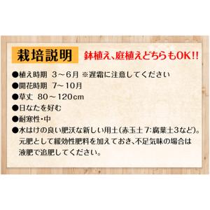 グラジオラス 球根 アルファファ 20球 グラ...の詳細画像2