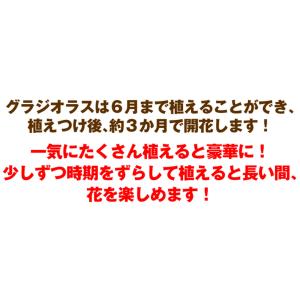 グラジオラス 球根 大輪切花向きグラジオラスセ...の詳細画像5