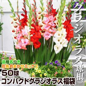 グラジオラス 球根 コンパクトグラジオラス福袋 50球 (品種見計らい・名称付き) グラジオラスの球根 春植え球根