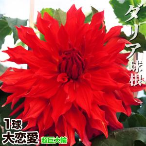 ダリア 球根 大恋愛 (超巨大輪) 1球 ダリアの球根 ダリアの花 春植え球根