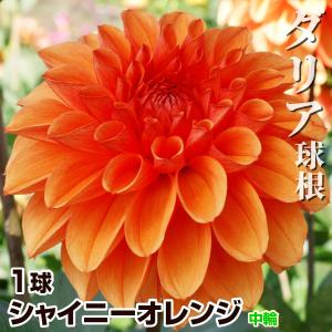ダリア 球根 シャイニーオレンジ (中輪) 1球 ダリアの球根 ダリアの花 春植え球根