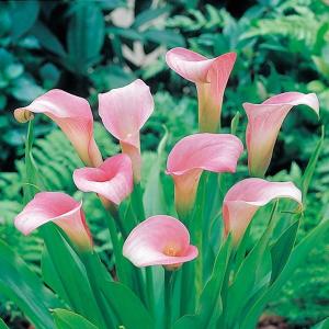花球根 カラー ホワイト 1球/お買い得2個セット 球根の花 鉢植え 地