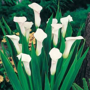 畑地性カラー 球根 白花 2球 畑地性カラーの球根 春植え球根