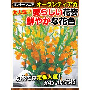 国華園 サンダーソニア 球根 オーランティアカ...の詳細画像1