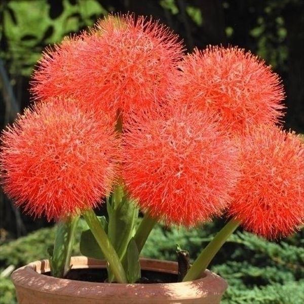 ハエマンサス 球根 スカドクサス ムルティフローラ 3球 線香花火 春植え球根