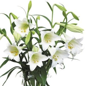 球根 鉄砲ユリ 8月咲鉄砲ユリ白花6球 百合