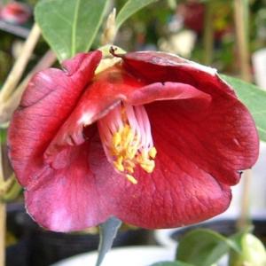 国華園 ツバキ 苗 ファイヤーダンス 1株 珍しい椿の苗 花木苗 : 花と緑