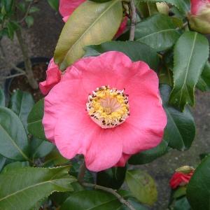 国華園 アジサイ 苗 マジカルラプソディー（品種登録出願中） 1株
