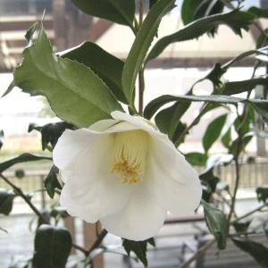 国華園 ツバキ 苗 初嵐 1株 茶花系一重 椿の苗 花木苗 : 花と緑 国華園