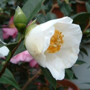 クリスマスローズ開花株 DDホワイトアフロディーテ 243 現品限り