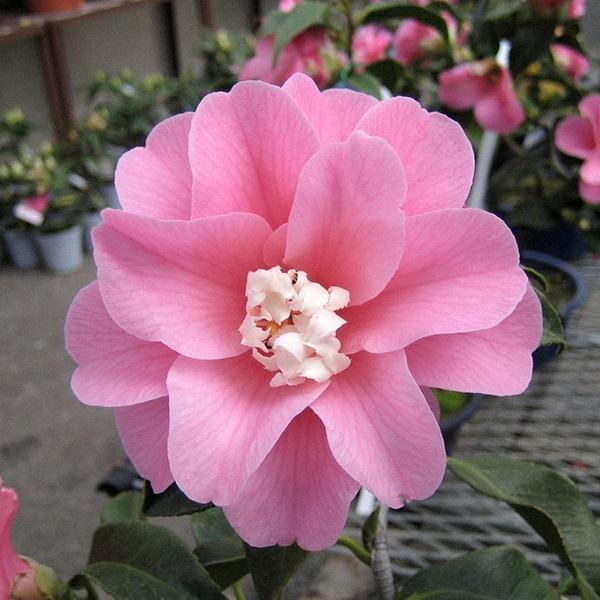 ツバキ 苗 苗木 銘花 菱唐糸 1株 / つばき 椿の苗木 椿苗木 椿の木 庭木 植木 花木苗