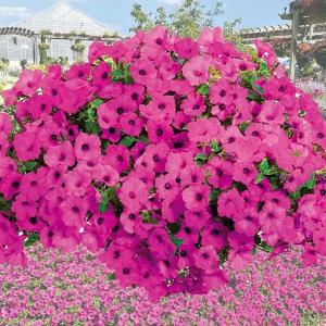 ニシキギ コンパクタ 【品番3502】 ニシキギ コンパクタ 【品番3502