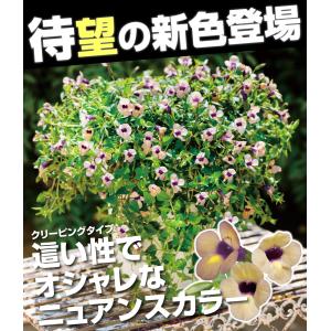 国華園 花苗 スーパートレニア カタリーナ ラ...の詳細画像1