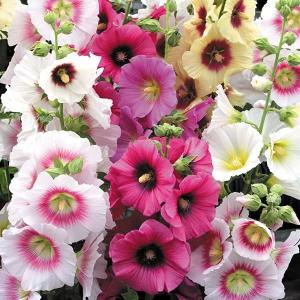 花苗 タチアオイ 一重咲きミックス(花色無選別)10株の商品画像