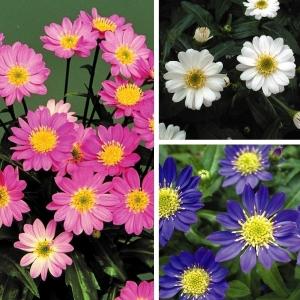 花苗 都忘れ 3色セット 3種3株 ミヤコワスレ｜花と緑 国華園