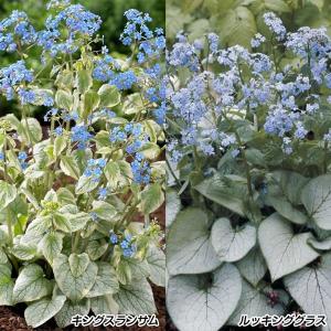 花苗 ブルンネラセット 2種2株 花の苗 / 花の苗 シェードガーデン カラーリーフ シルバーリーフ 斑入り 銀葉