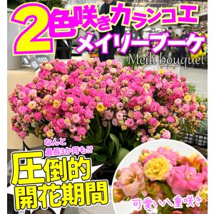 国華園 花苗 2色咲カランコエ メイリーブーケ...の詳細画像1