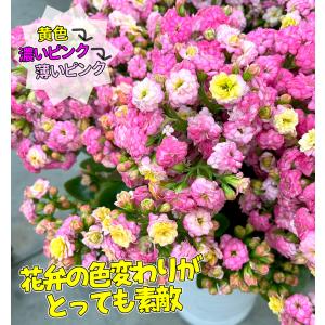 国華園 花苗 2色咲カランコエ メイリーブーケ...の詳細画像2