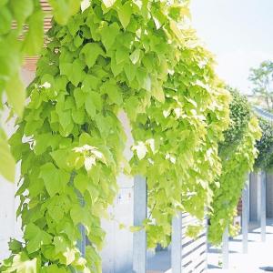 花苗 イポメア テラスライム(R)2株