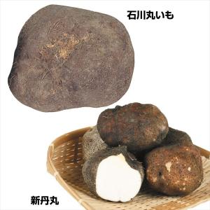 山いも種芋 つくねいも銘品セット 2種1kg / 山芋 やまいも ヤマイモ つくね芋 ツクネイモ 石川丸いも 新丹丸 濃厚 粘り ねばり とろろ トロロ