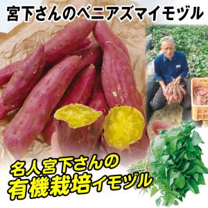 バイオ(ウイルスフリー)苗 紅はるか PVP登録品種 べにはるか