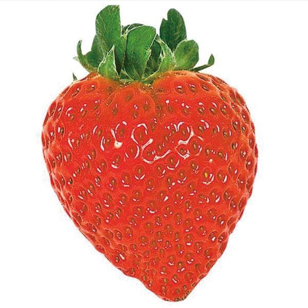 いちご苗 アイベリー5株