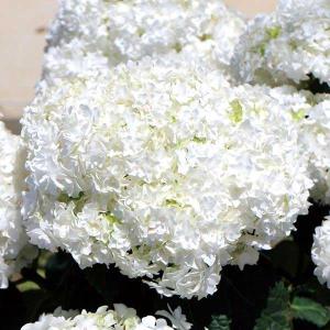 アジサイ 苗 苗木 プリンセスアン PVP 1株 / アジサイ苗 アジサイの苗 紫陽花苗 紫陽花の苗 庭木 植木 花木苗