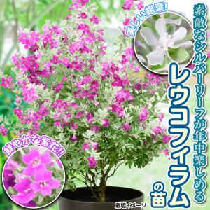 国華園 レウコフィラム 苗 2株 花木苗の詳細画像1