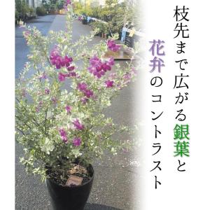 国華園 レウコフィラム 苗 2株 花木苗の詳細画像4