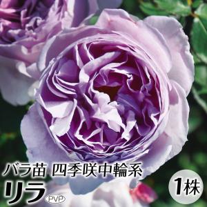 バラ苗 苗木 リラPVP 1株 / 薔薇苗 薔薇の苗 バラの苗 庭木 植木 花木苗 FL フロリバンダローズ 四季咲中輪