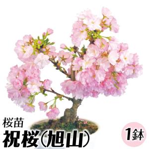 桜 苗 苗木 祝桜 旭山 1鉢 / さくら サクラ 花芽つき 桜の木 盆栽 桜ミニ盆栽 ミニ盆栽 花木苗 送料無料