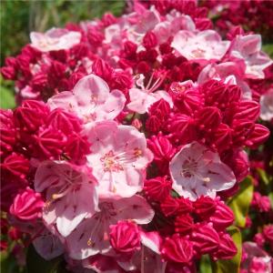 カルミア 苗 苗木 オスボレッド 1株 / 庭木 植木 花木苗 カルミア苗 カルミアの苗