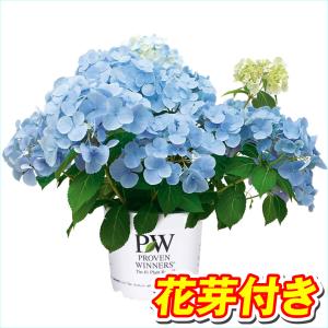 アジサイ 苗 ラグランジア(R) クリスタルヴェール2 品種登録出願予定 1