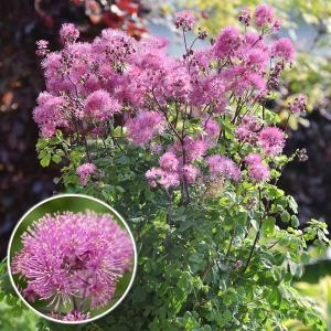 花苗 フジバカマセット 2種2株 / 花の苗 藤袴 秋の七草 : 花と緑 国