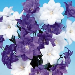 花苗 切花向き八重咲キキョウセット 2種2株 / 花の苗 桔梗 秋の七草 切り花向き