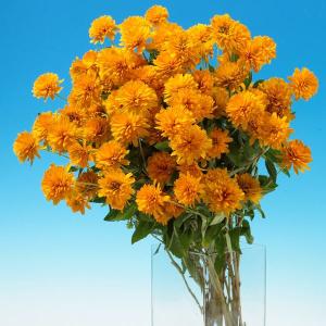 ラン・山野草 ガンセキラン 1株 : 花と緑 国華園 - 通販 - Yahoo