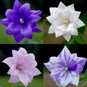 芍薬（シャクヤク/ピオニー） コーラルチャームの苗 : 植物・園芸専門