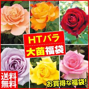 バラ苗 苗木 四季咲き大輪バラ福袋(品種見計らい) 送料込み 5株 / 薔薇苗 薔薇の苗 バラの苗 庭木 植木 花木苗 HT ハイブリットティーローズ