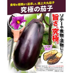 接木野菜苗 大丸ナス 接木究極の茄子 2株 茄...の詳細画像1