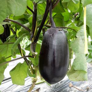 接木野菜苗 大丸ナス 接木究極の茄子 2株 茄...の詳細画像2