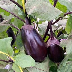 接木野菜苗 大丸ナス 接木究極の茄子 2株 茄...の詳細画像3