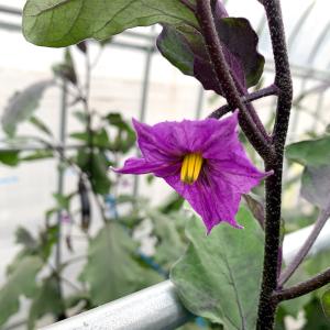 接木野菜苗 大丸ナス 接木究極の茄子 2株 茄...の詳細画像4