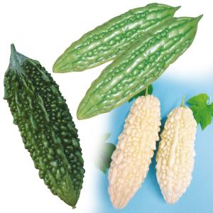 実生野菜苗 ゴーヤ 実生人気ゴーヤセット 3種6...の商品画像